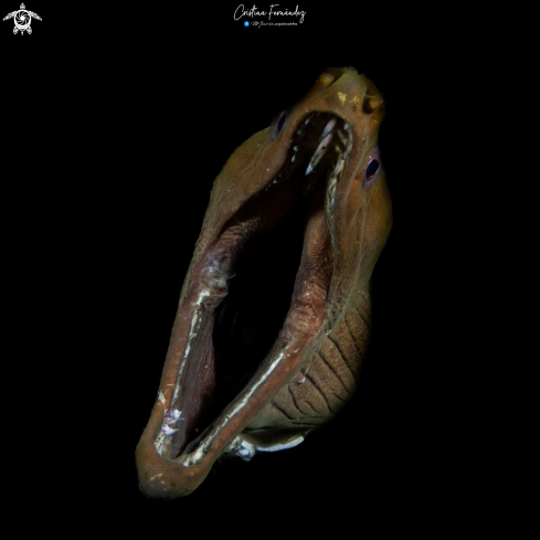 A Gymnothorax javanicus  | Moray