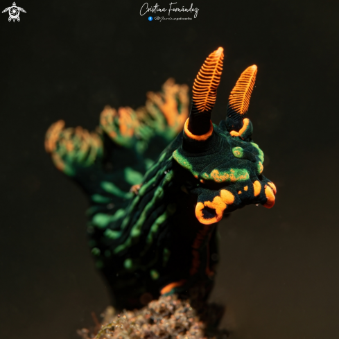 A Nembrotha kubaryana | Nudibranch