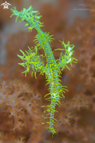 The Ghost pipefish