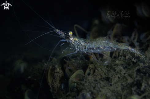 A Ghost-Crystal Shrimps | camarón transparente 
