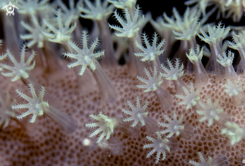 A Homarus gammarus | coral