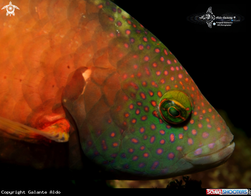 Wrasse Face