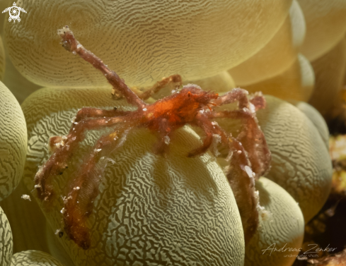 The Orang-utan crab