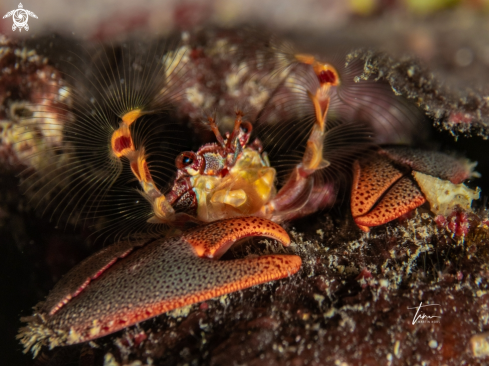 A Petrolisthes marginatus | Porcelain crab