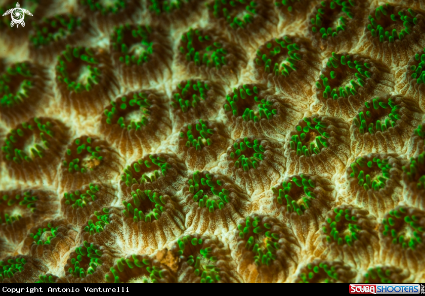 A Green coral