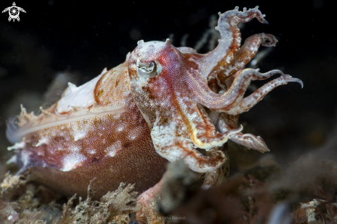 The cuttlefish