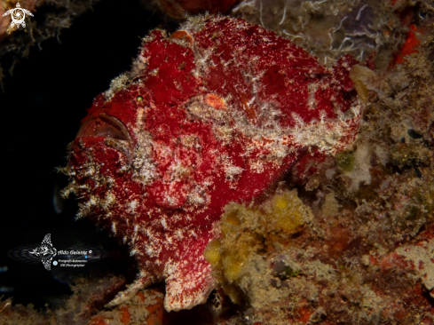 The Giant Frogfish