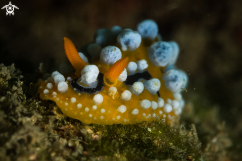 The Phyllidia ocellata nudibranch