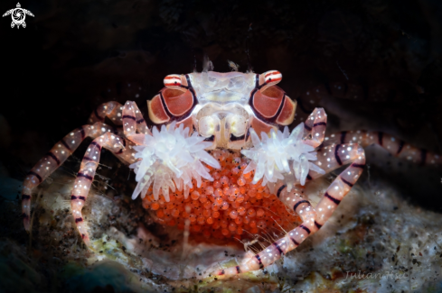 The Boxer crab