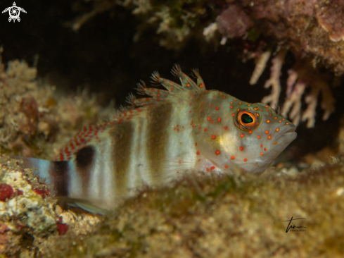 The Redspotted hawkfish