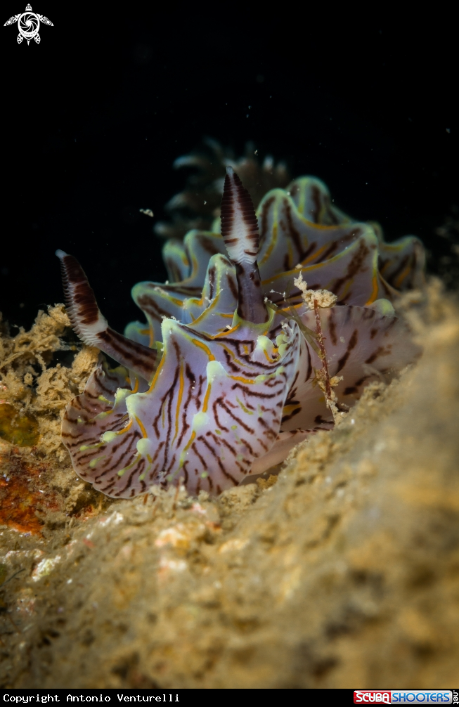 A Halgerda Willeyi nudibranch