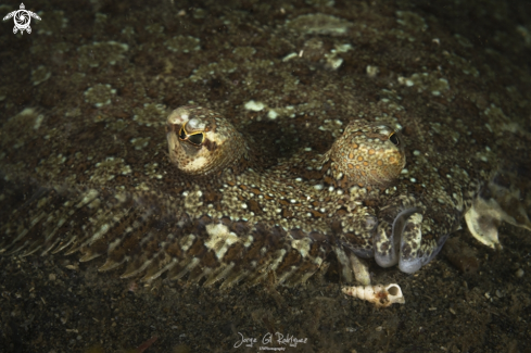 A Arnoglossus thori | Mediterranean Scaldfish