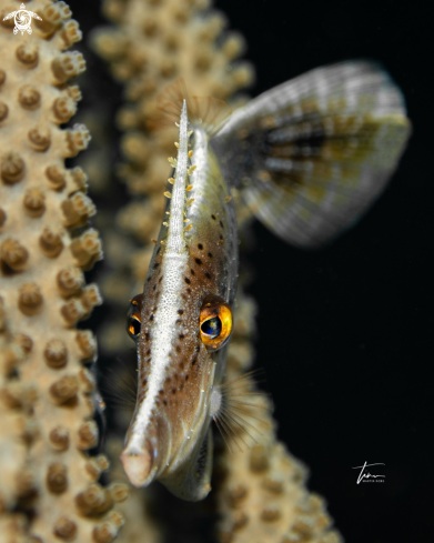 The Slender Filefish