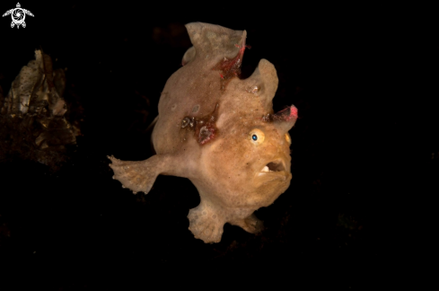 A Antennarius comerson | Giant Frogfish