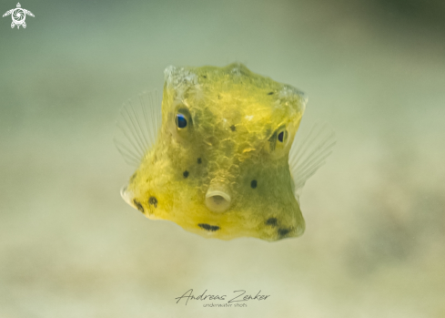 A Yellow boxfish (juvenile)