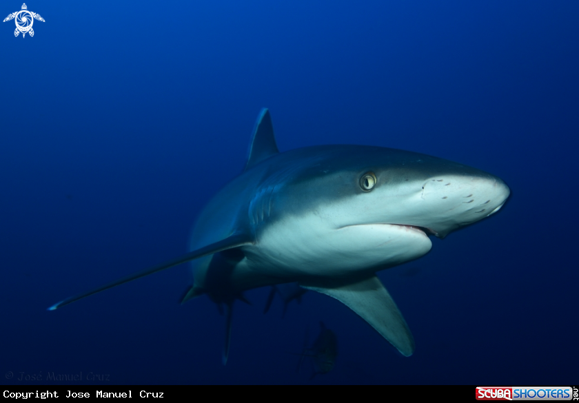 A Silvertip shark