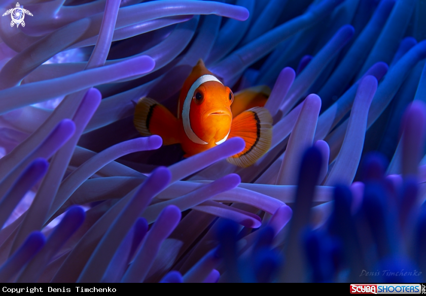 Clown anemone fish 