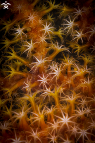 A Soft corals