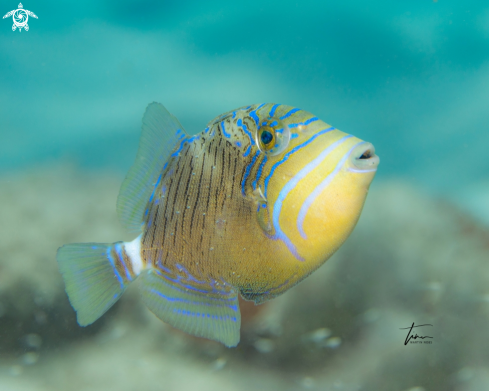 The Queen triggerfish juvenile