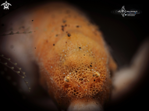 A Gelastocaris paronai (Nobili, 1905)  | Cryptic sponge shrimp. 