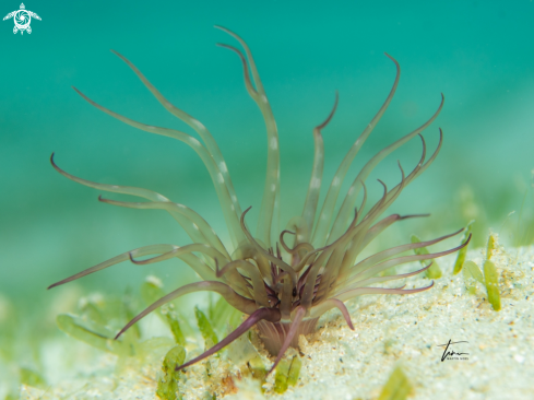 A unknown | Tube dwelling anemone