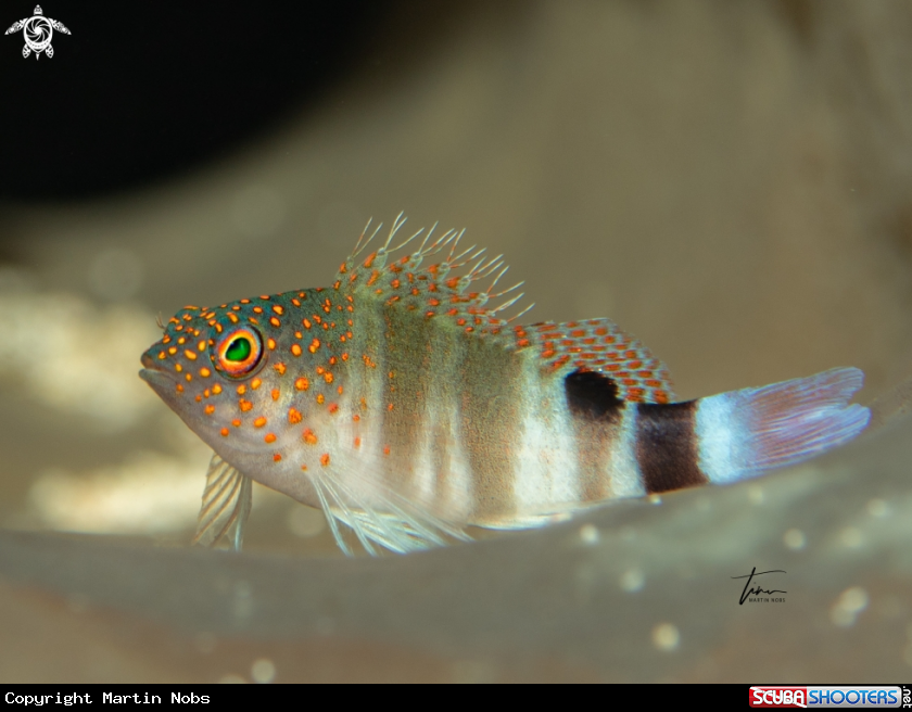 A Red spotted hawkfish