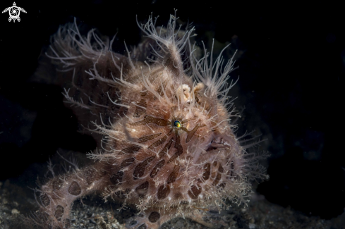 A Hairy Frogfish