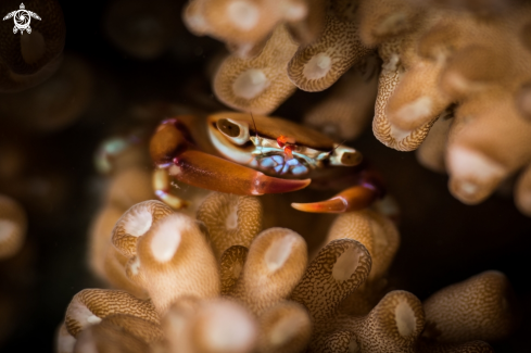A Coral crab