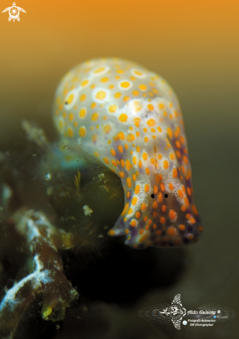 A Lamprohaminoea sp.  | Sea Snail / Bubble Snail