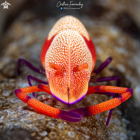 A  Zenopontonia rex | Shrimp