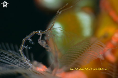 A Skeleton Shrimp (Caprellidae, 5mm)