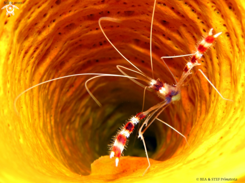 A Stenopus hispidus | Banded shrimp