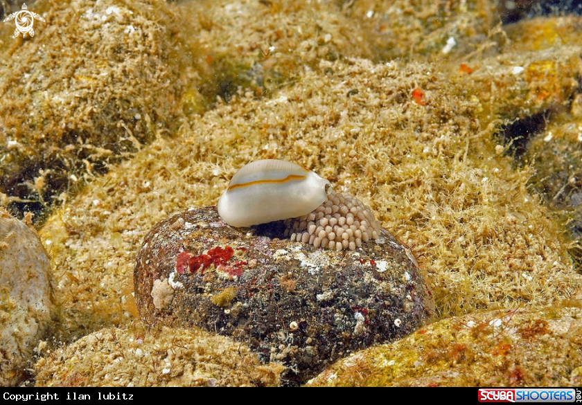 cowrie with eggs