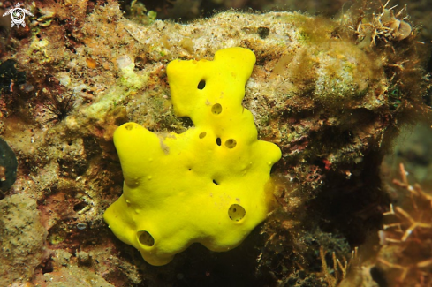 A sponges