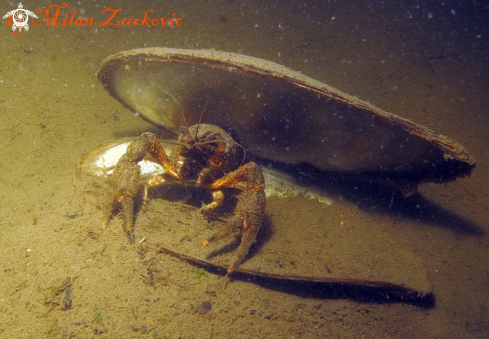 A Astacus astacus | crayfish