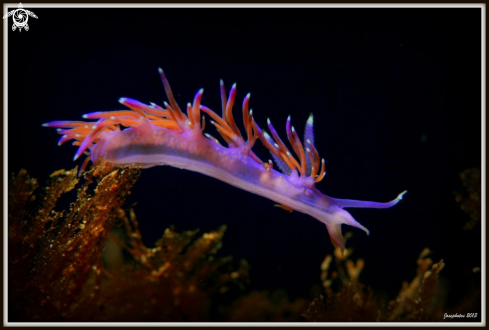 A Flabellina affines | Nudibranch