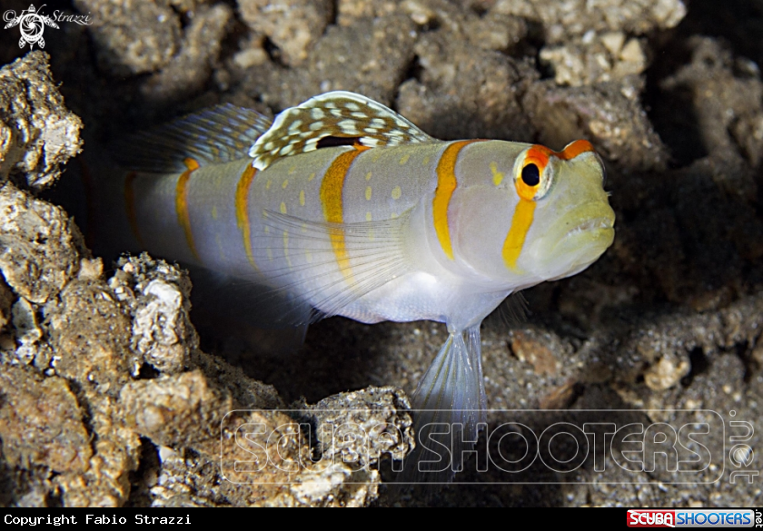 GOBY 
