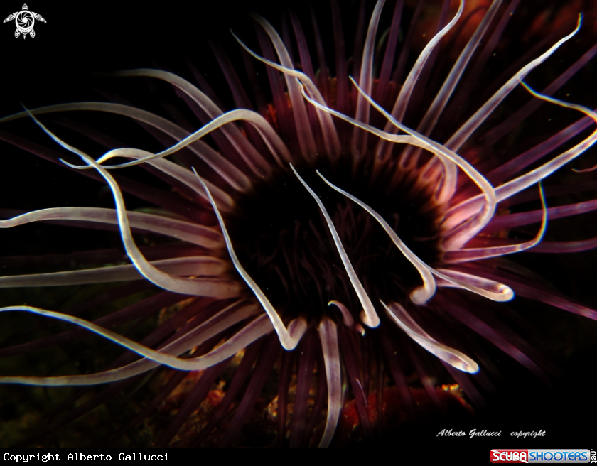 Undersea flower