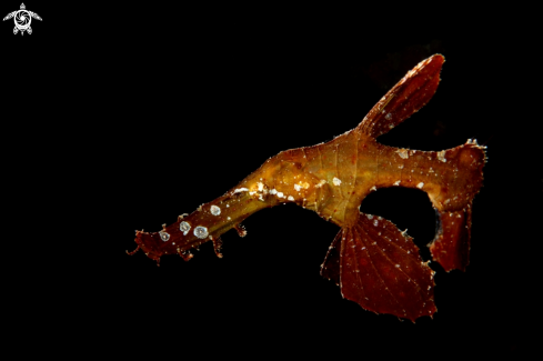 A Solenostomus cyanopterus (?) | Robust Ghostpipefish