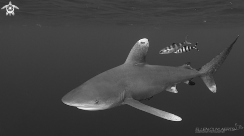 A carcharhinus longimanus | Oceanic Whitetip