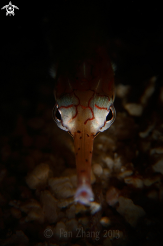 A Messmate Pipefish