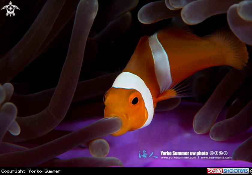 Nemo, What happened to you?