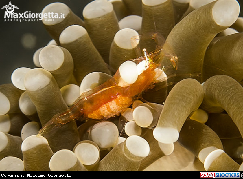 shrimp with eggs