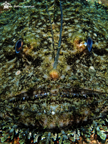 A lophius piscatorius | anglerfish