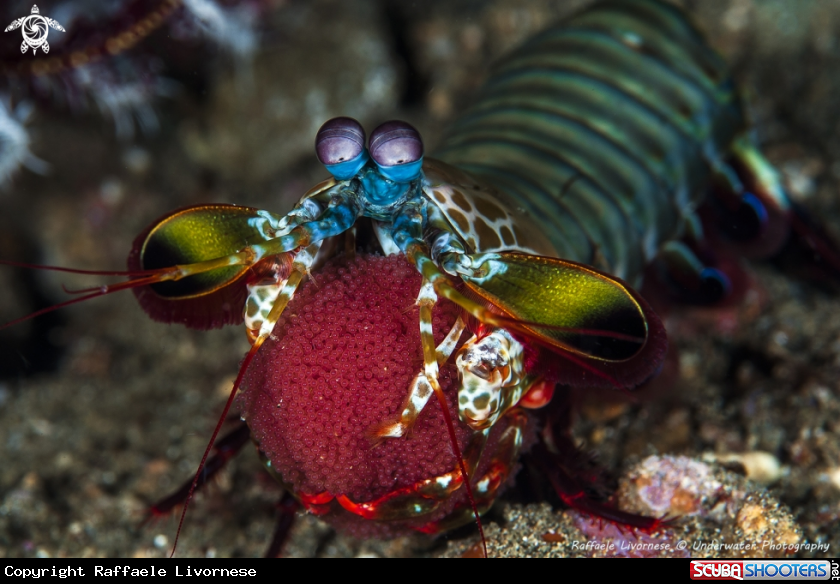 Mantis shrimp with eggs