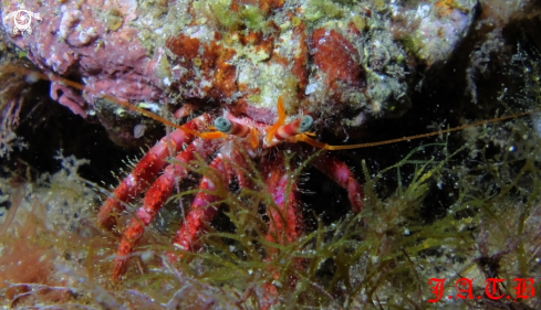 A Dardanus calidus | Hermit-crab