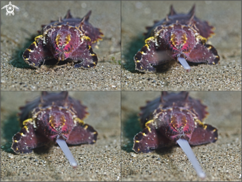 A  flamboyant cuttlefish