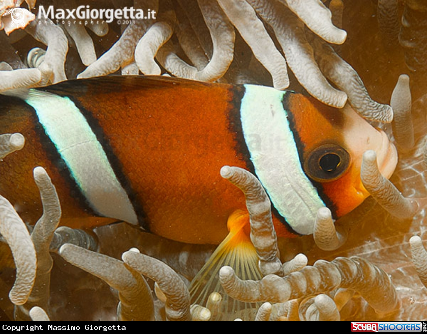 clown fish orange