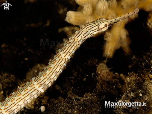 A Banded Messmate Pipefish - Corythoichthys intestinalis