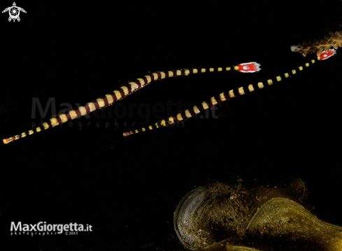 A 2 Banded Pipefish, Doryrhamphus dactylioph 1 with eggs